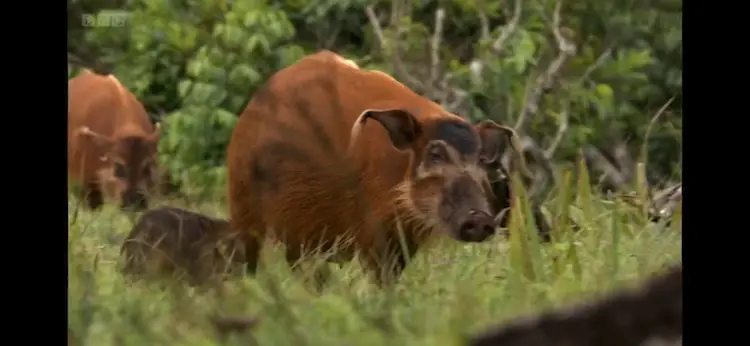 Red river hog (Potamochoerus porcus) as shown in Africa - Congo
